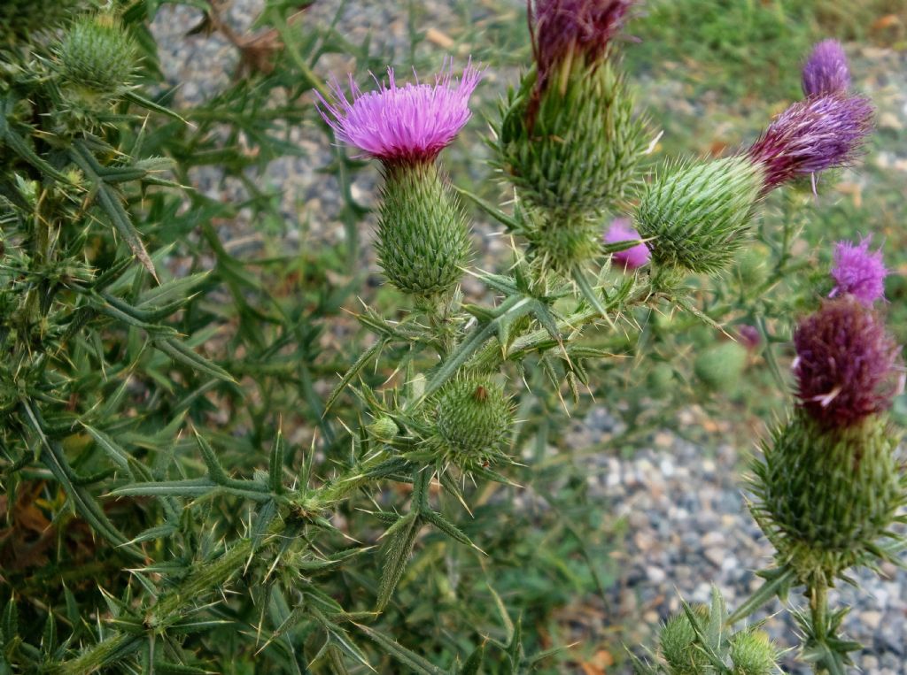 Cirsium vulgare (Asteraceae)